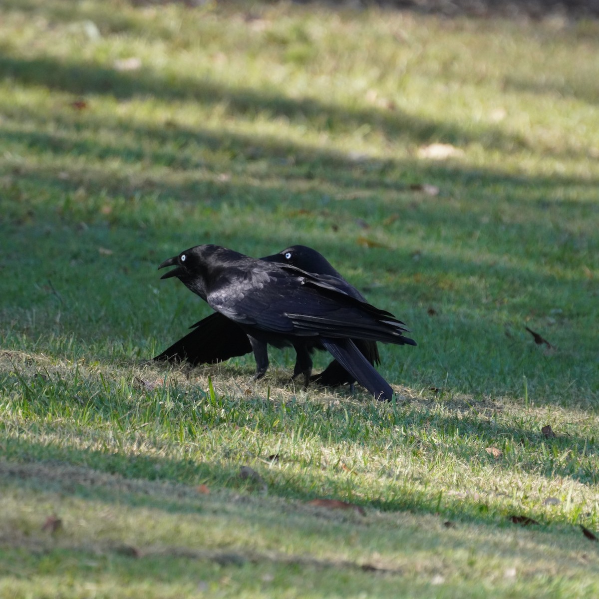 Torresian Crow - ML560200811