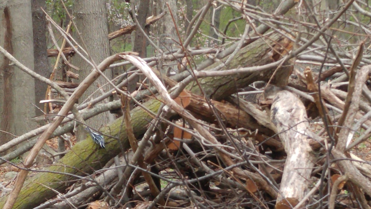 Black-and-white Warbler - ML56020141