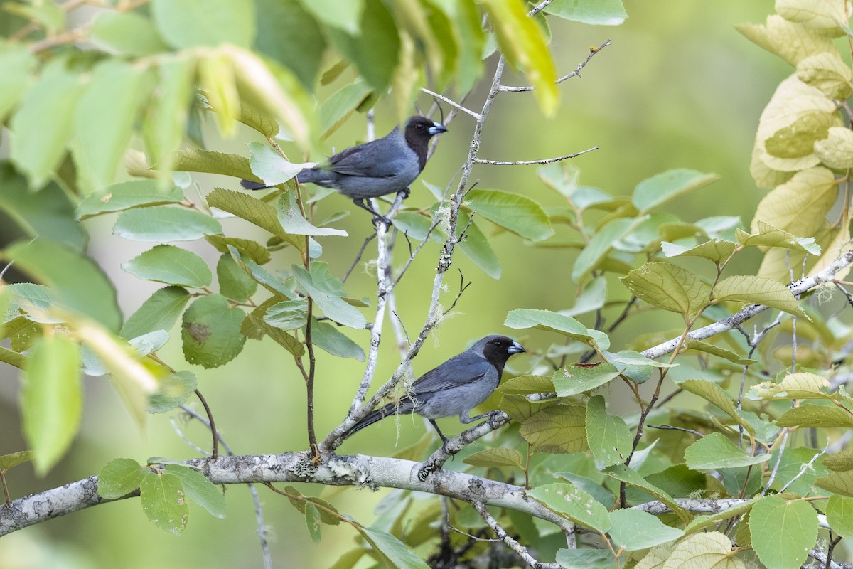 Black-faced Tanager - ML560201491