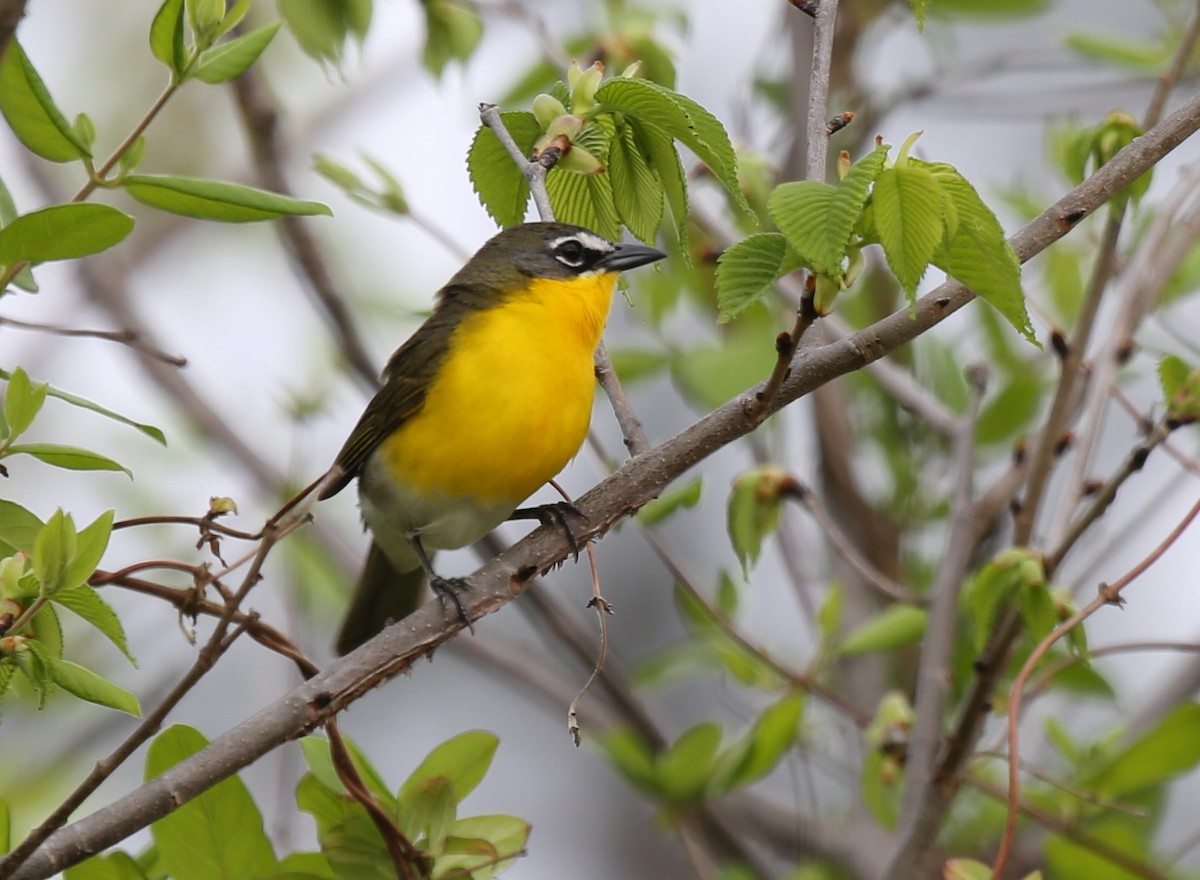Yellow-breasted Chat - ML56020171