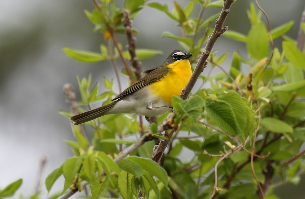 Yellow-breasted Chat - ML56020201