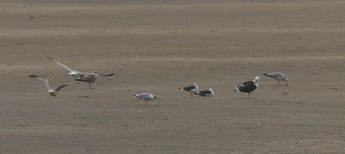 Caspian Gull - ML560203681