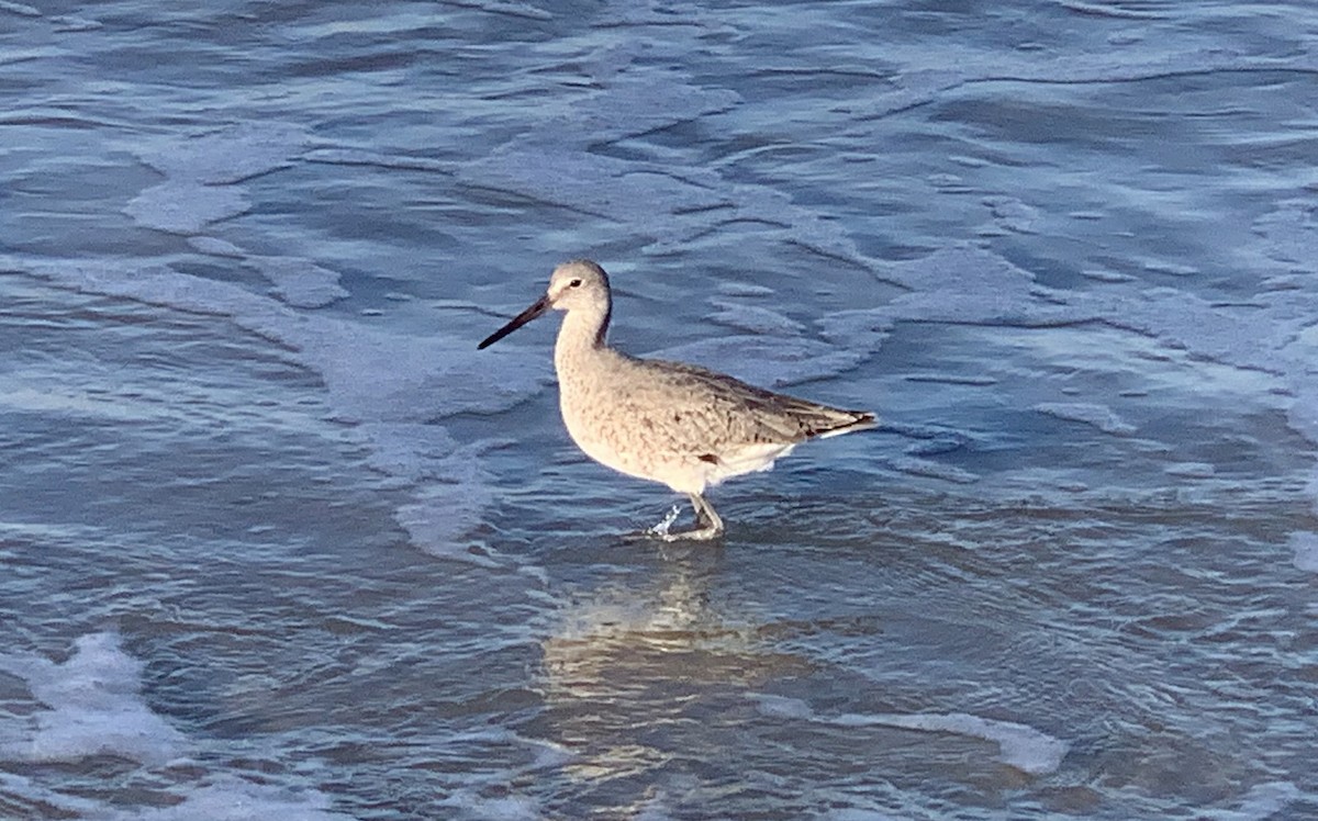 Willet - ML560203941