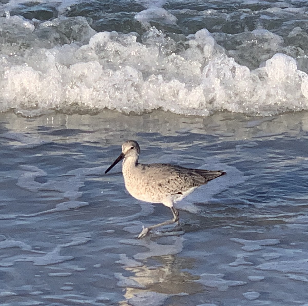 Willet - ML560203961