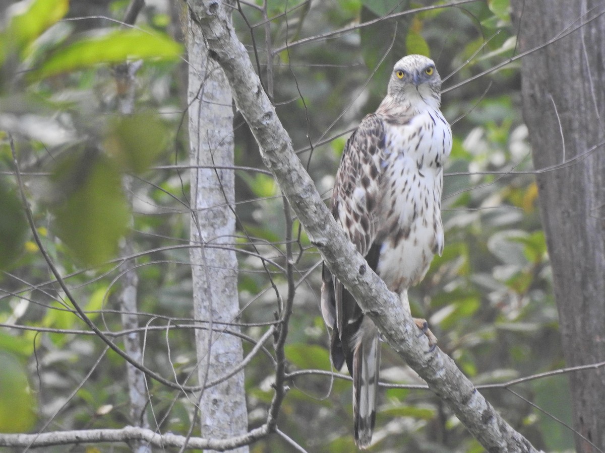 Changeable Hawk-Eagle - ML560204771