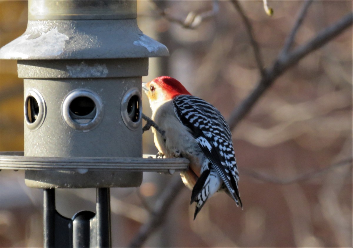 Red-bellied Woodpecker - ML560205031