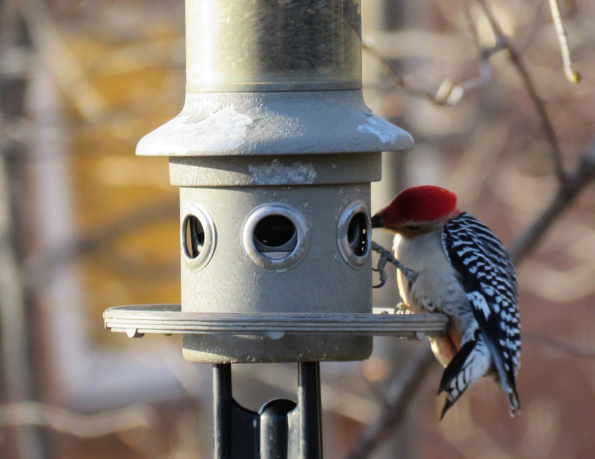 Red-bellied Woodpecker - ML560205041