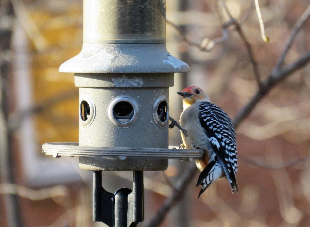 Red-bellied Woodpecker - ML560205181