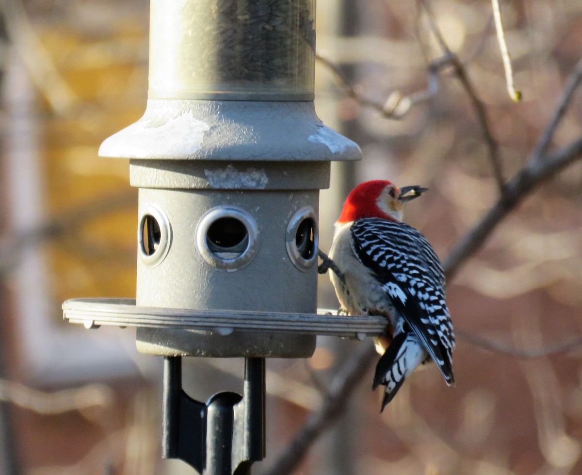 Red-bellied Woodpecker - ML560205281