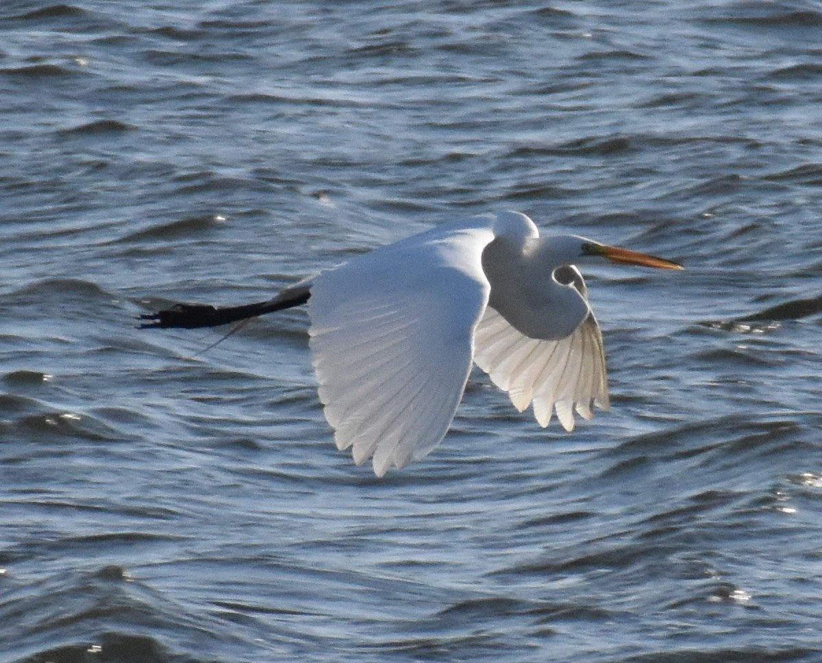Grande Aigrette - ML560205431