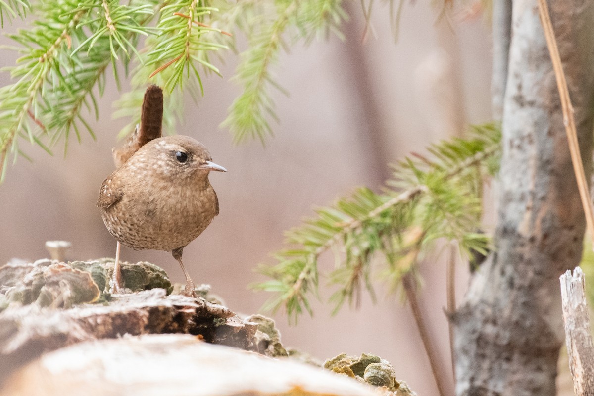 Winter Wren - ML560207721