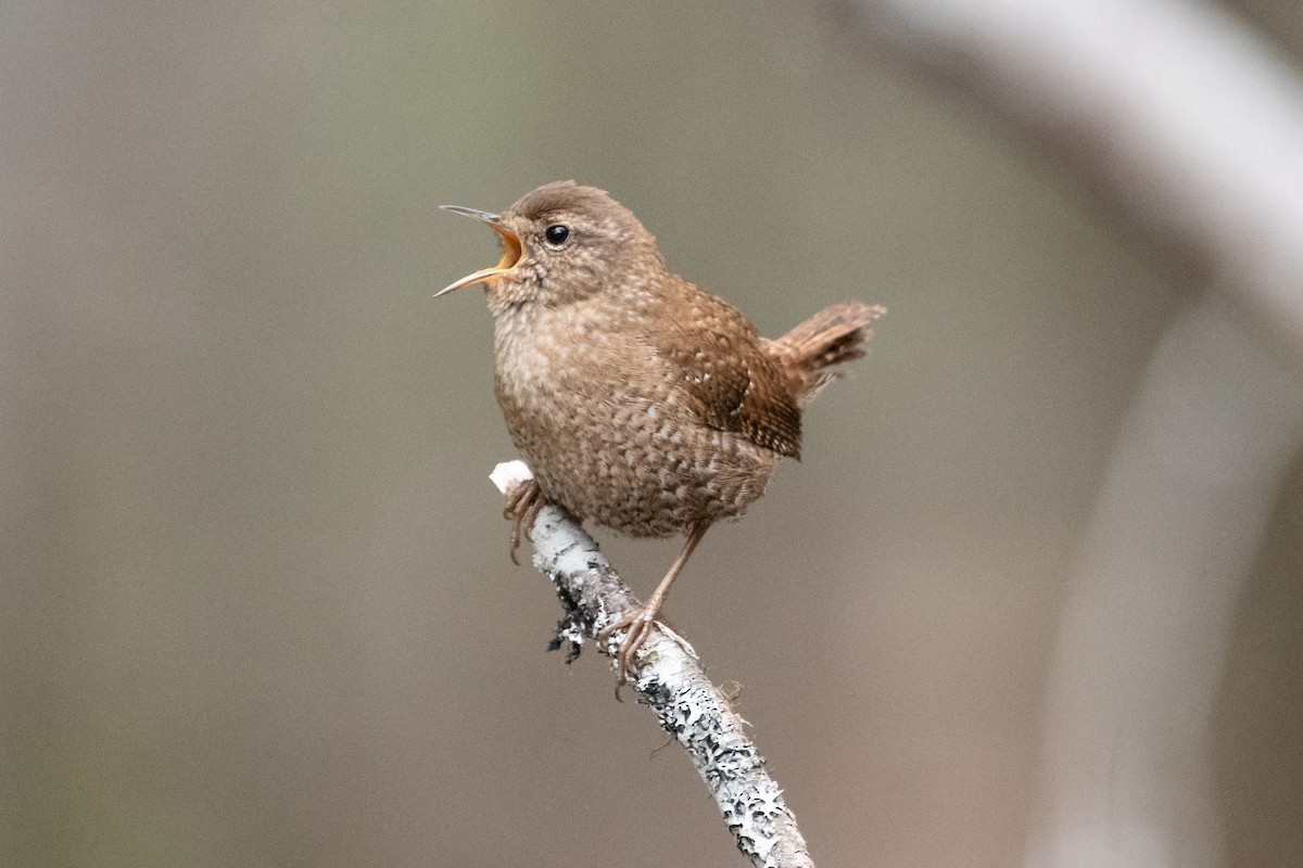 Winter Wren - ML560207731