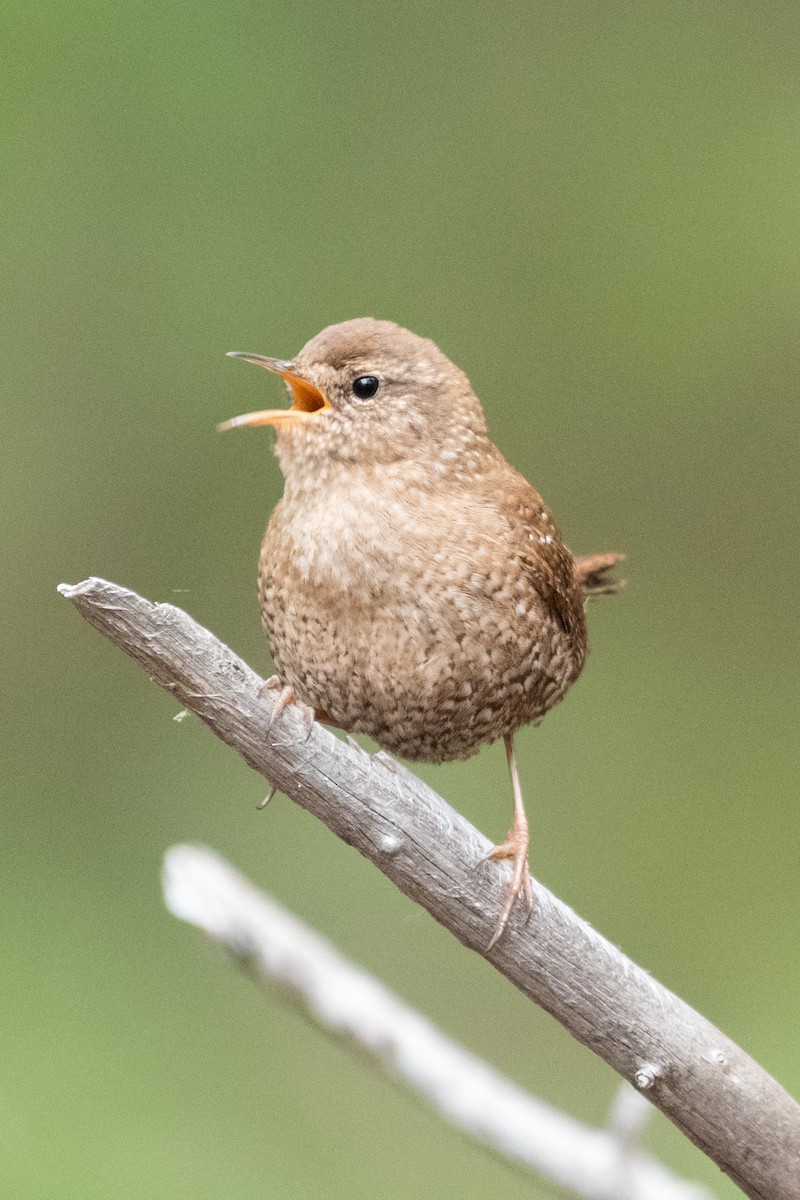 Chochín Hiemal - ML560207761