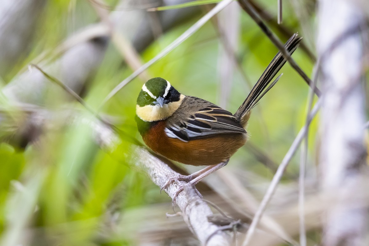 Weißflügel-Bandvogel - ML560207841