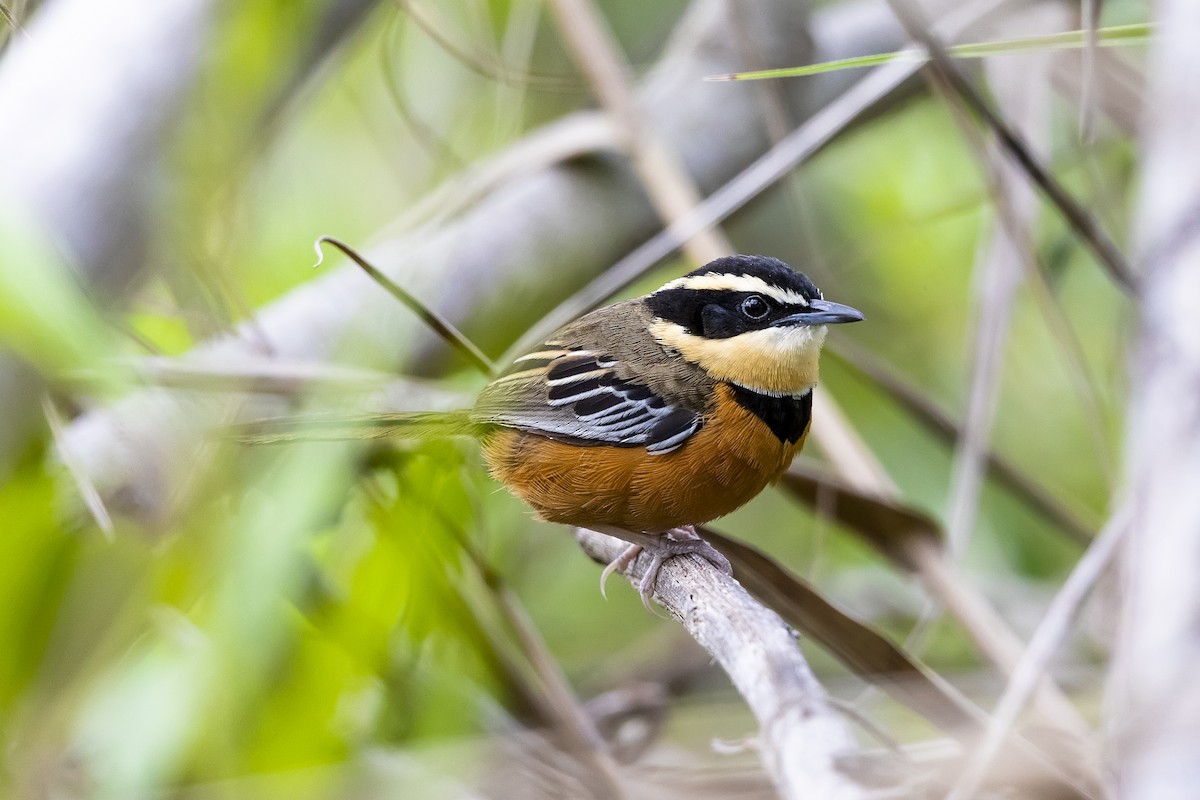 Weißflügel-Bandvogel - ML560207851