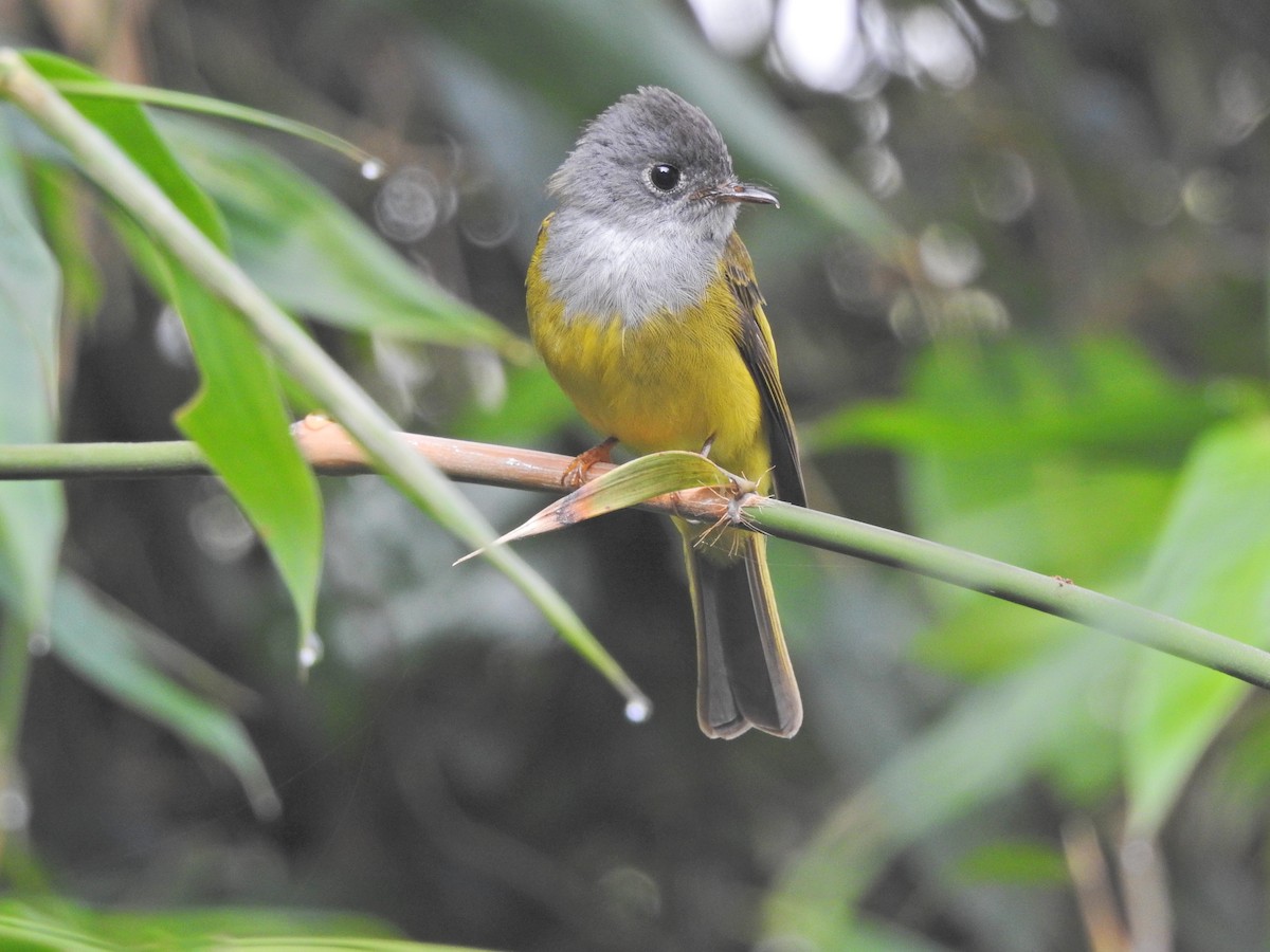 Gray-headed Canary-Flycatcher - Ananth Kaitharam