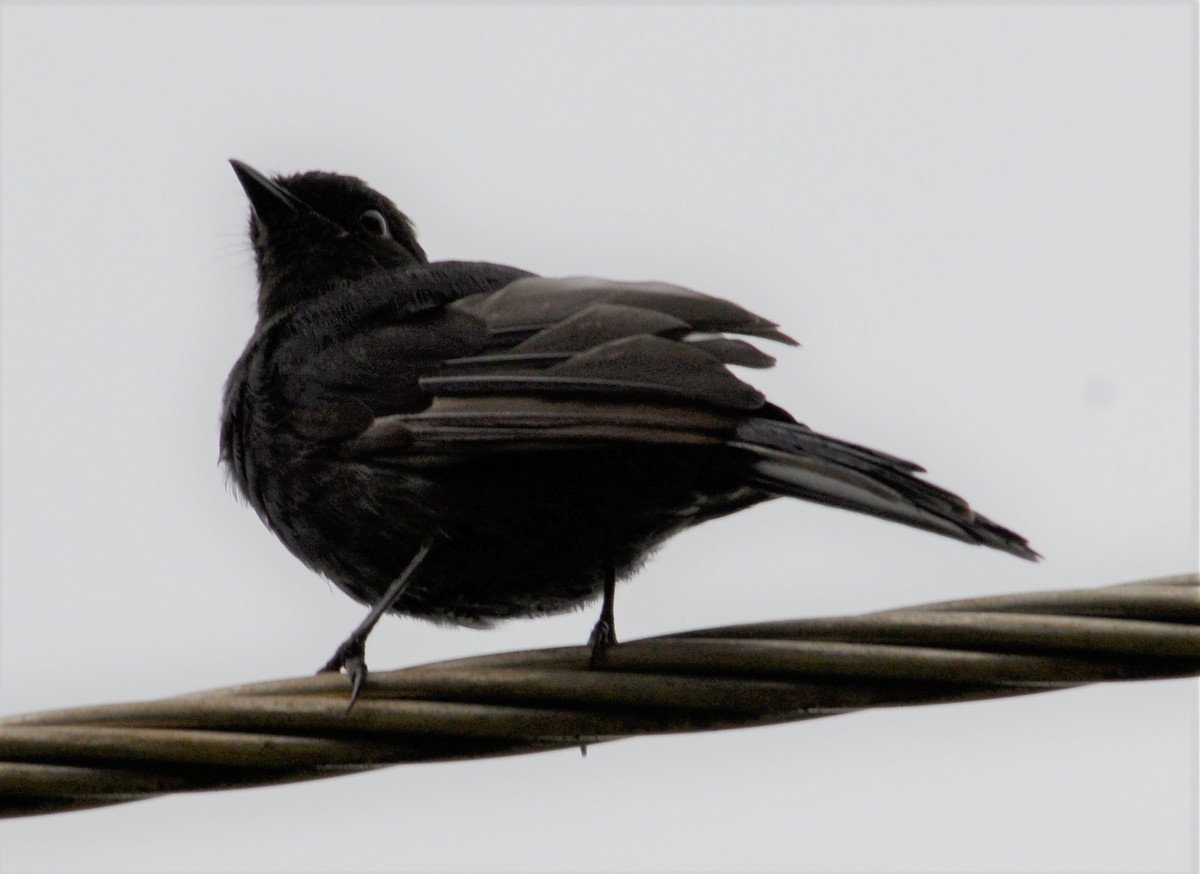 Purple-headed Starling - ML560209051