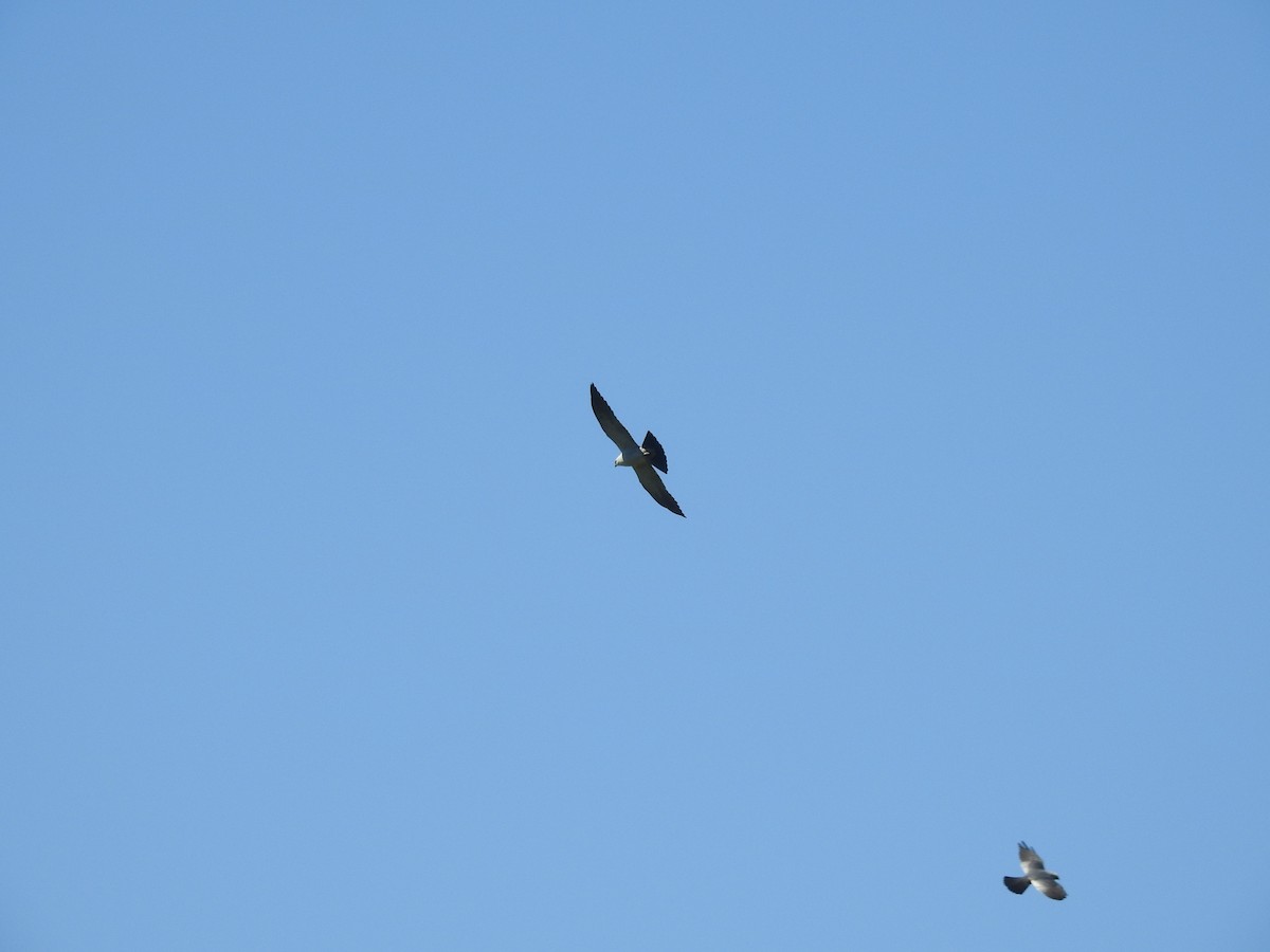 Mississippi Kite - ML56020911