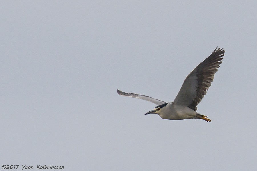 Black-crowned Night Heron (Eurasian) - ML56020931