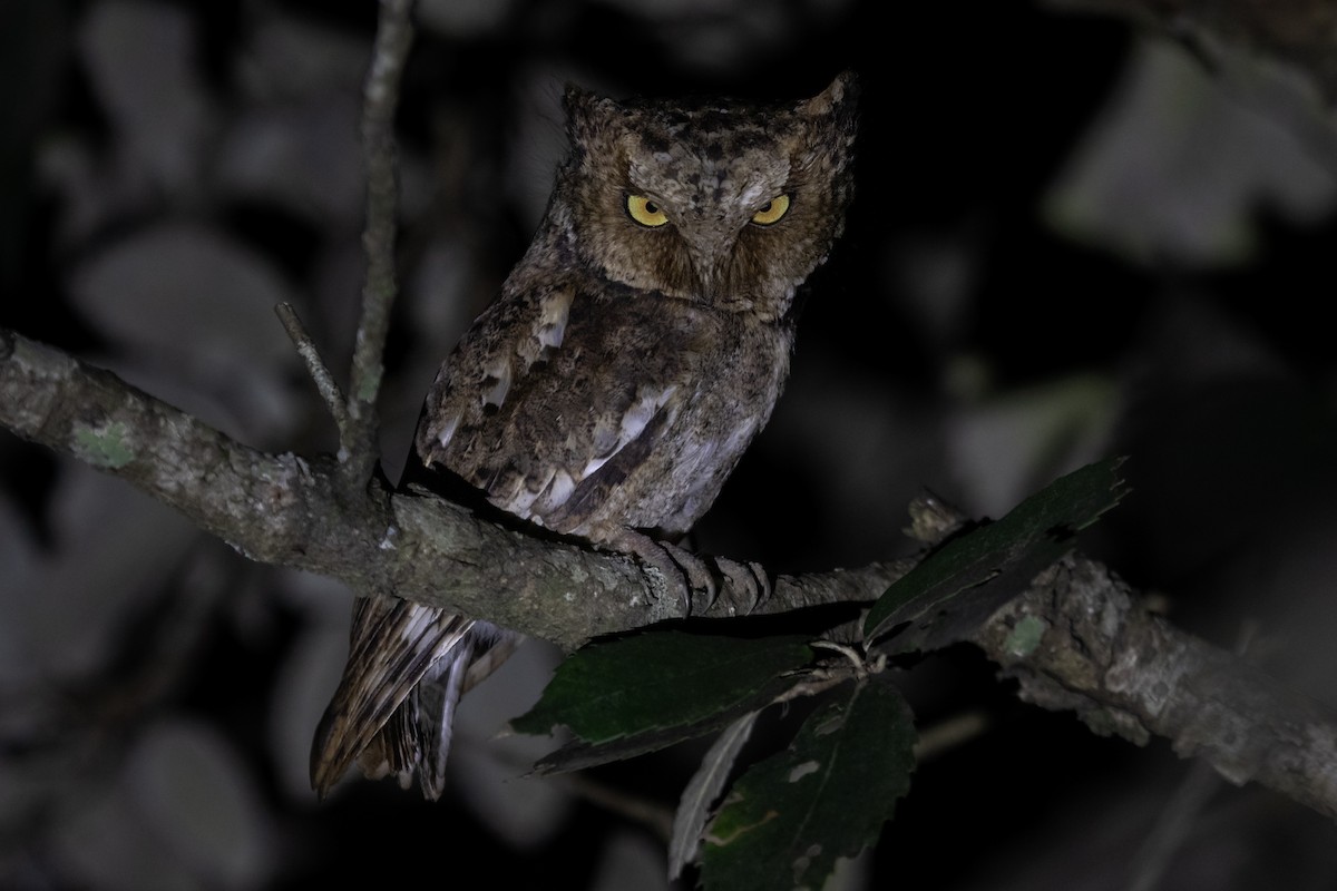 Mountain Scops-Owl - ML560209421