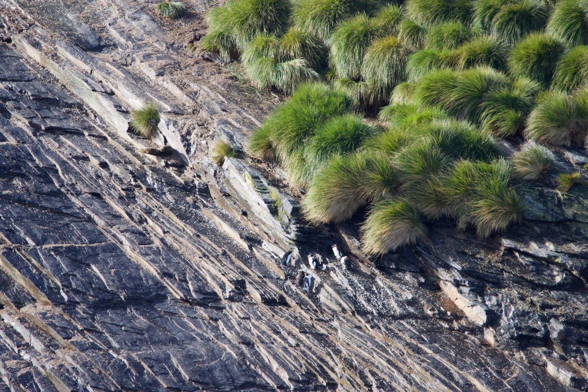 Southern Rockhopper Penguin - ML560209741