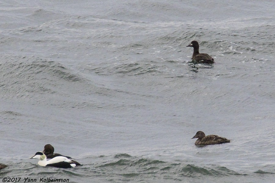 Velvet Scoter - ML56020981