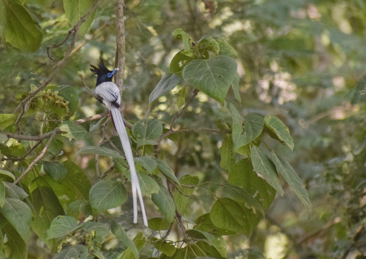 Indian Paradise-Flycatcher - ML560210211