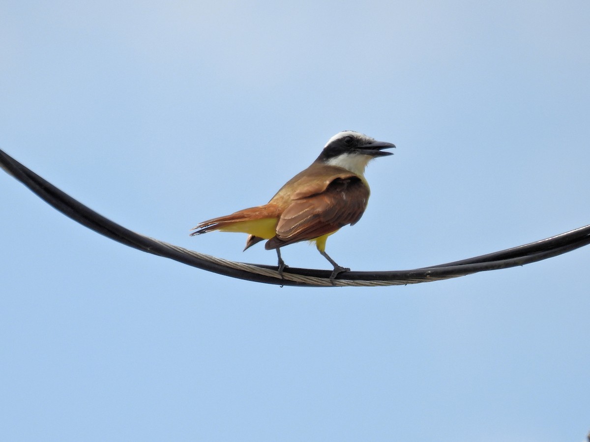 Great Kiskadee - ML560210431