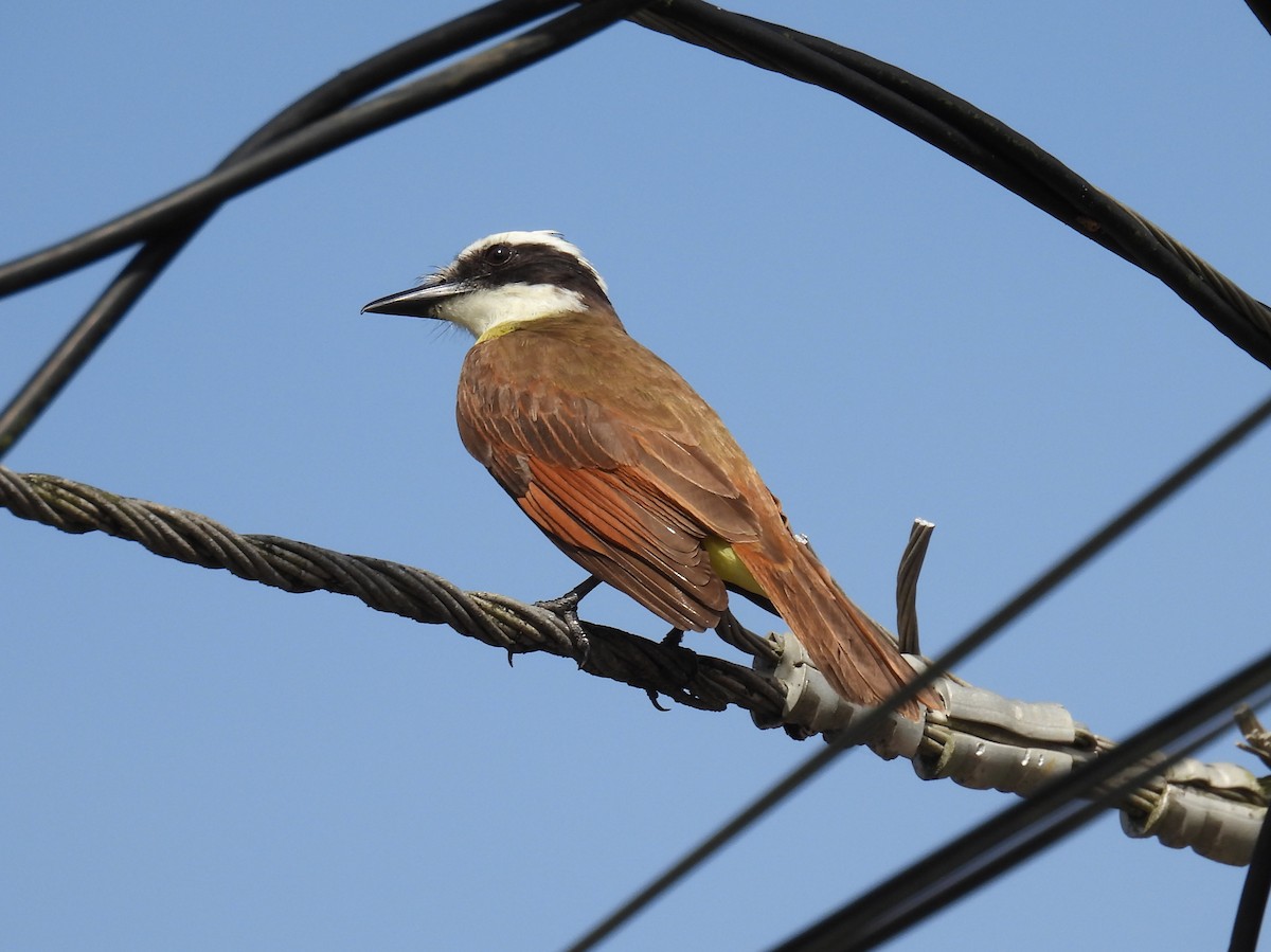 Great Kiskadee - ML560210481