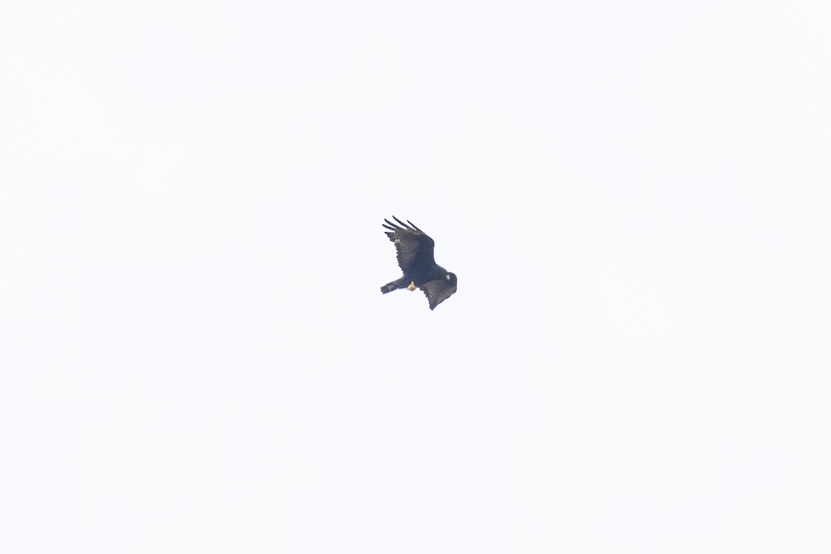 Zone-tailed Hawk - ML560210871