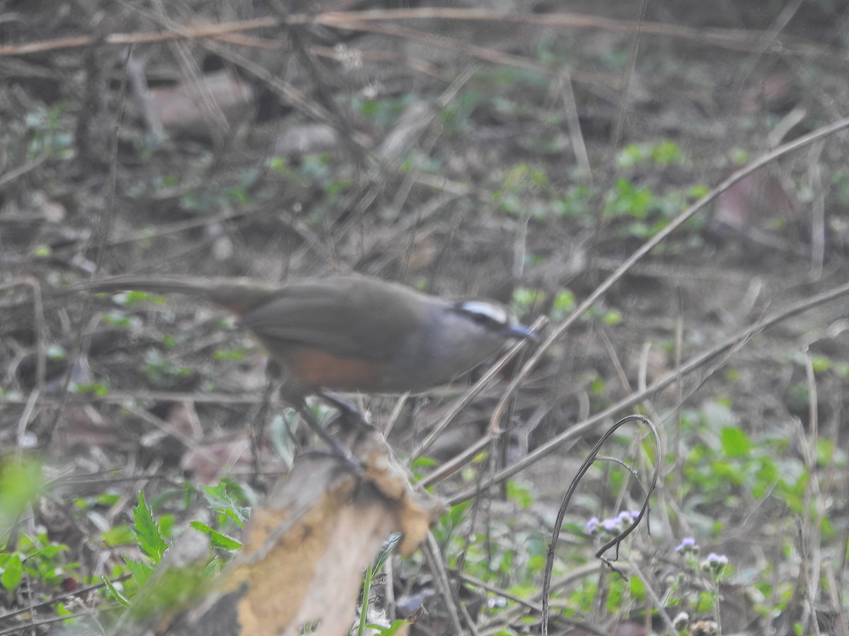 Palani Laughingthrush - ML560211061