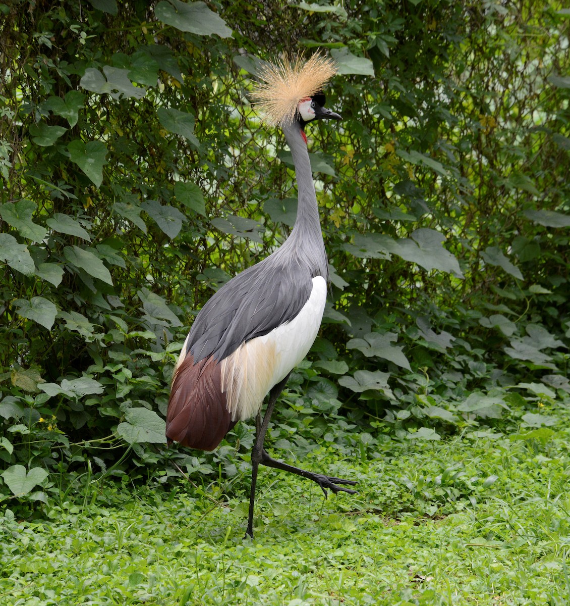 Gray Crowned-Crane - ML560212091