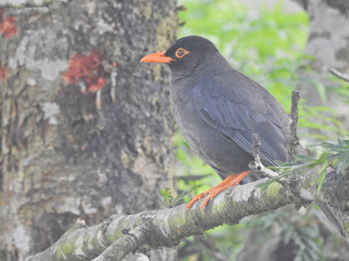 Indian Blackbird - ML560212591