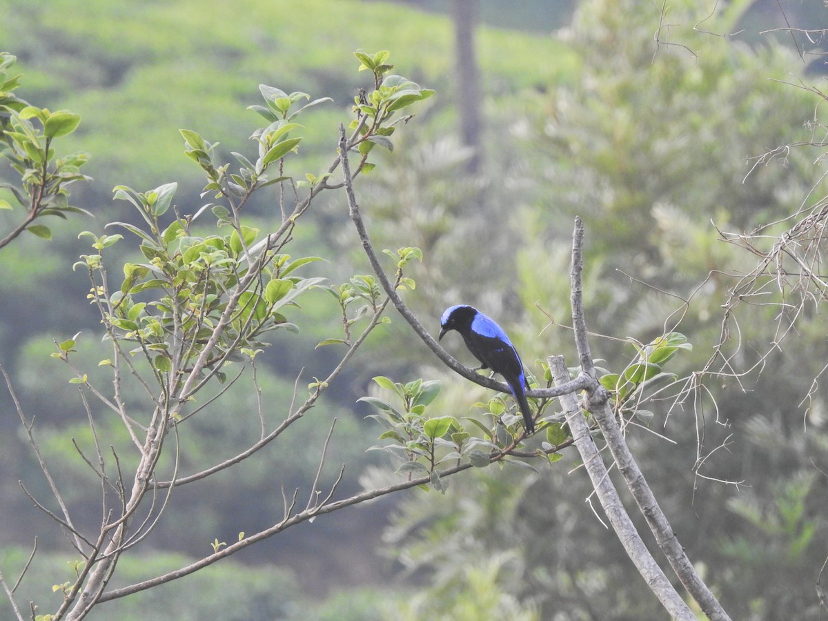 Asian Fairy-bluebird - Ananth Kaitharam