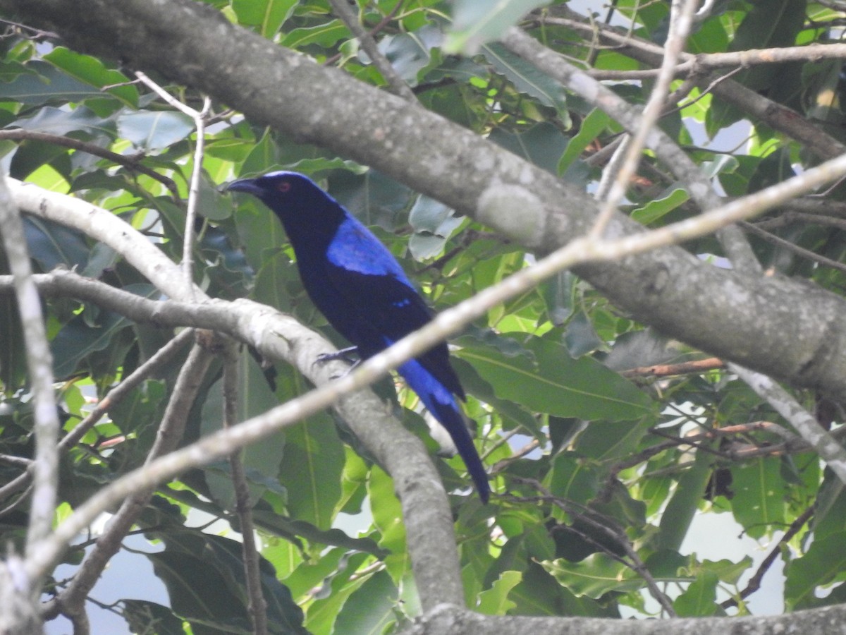 Asian Fairy-bluebird - Ananth Kaitharam