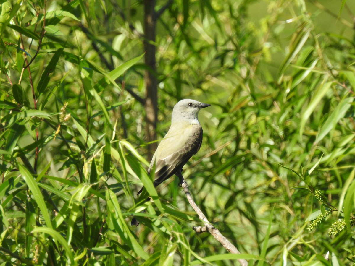 Western Kingbird - ML56021401