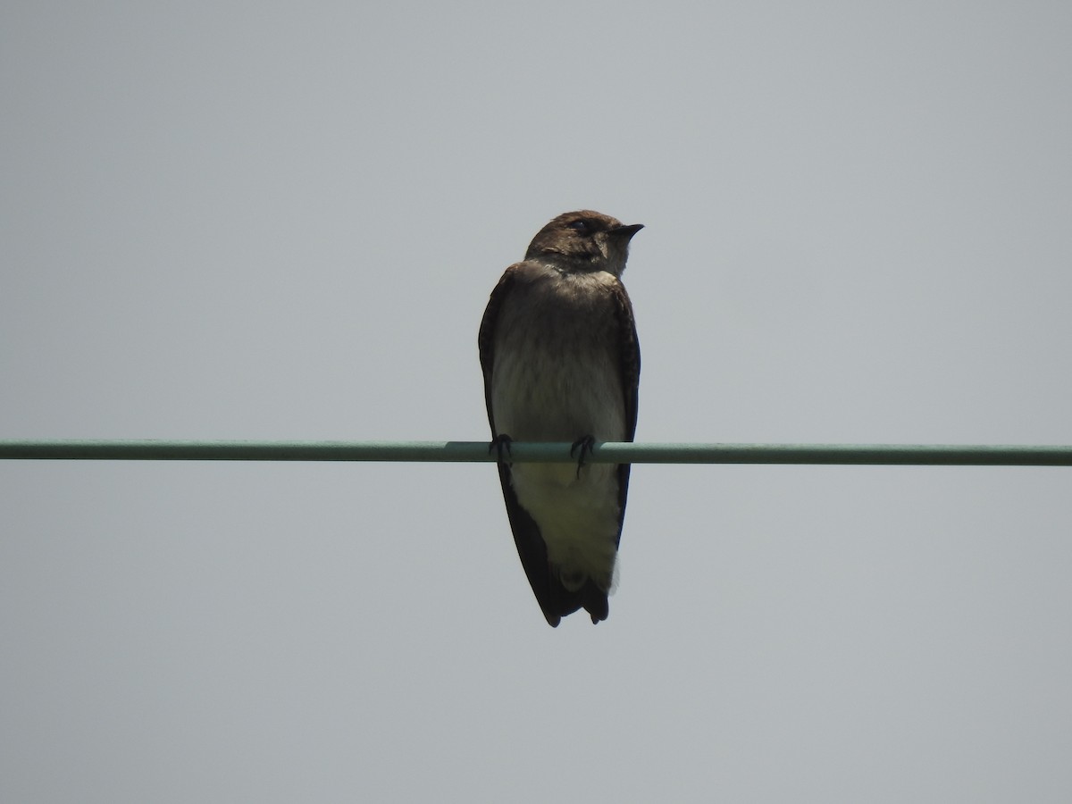 Northern Rough-winged Swallow - ML560214901