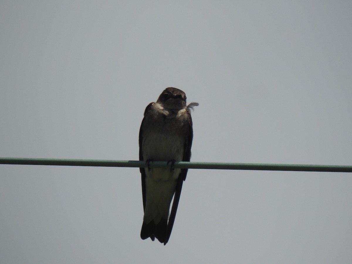 Northern Rough-winged Swallow - ML560214911