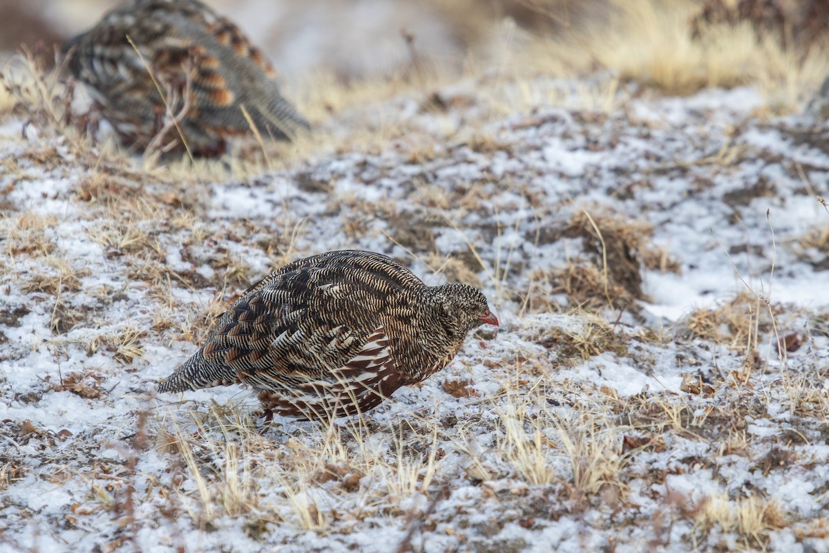 Snow Partridge - ML560216191