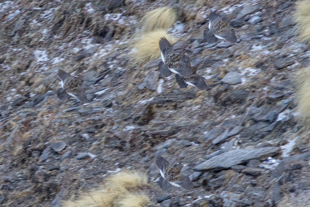 Snow Partridge - ML560216211