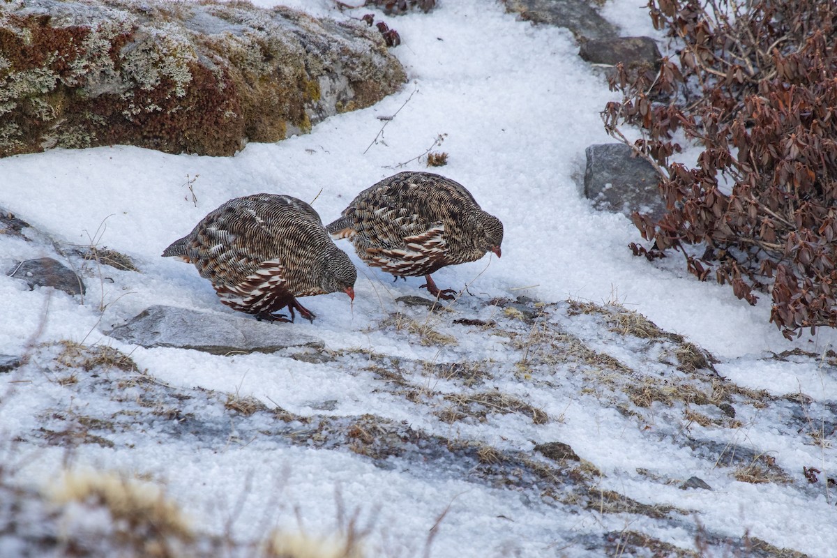 Snow Partridge - ML560216241