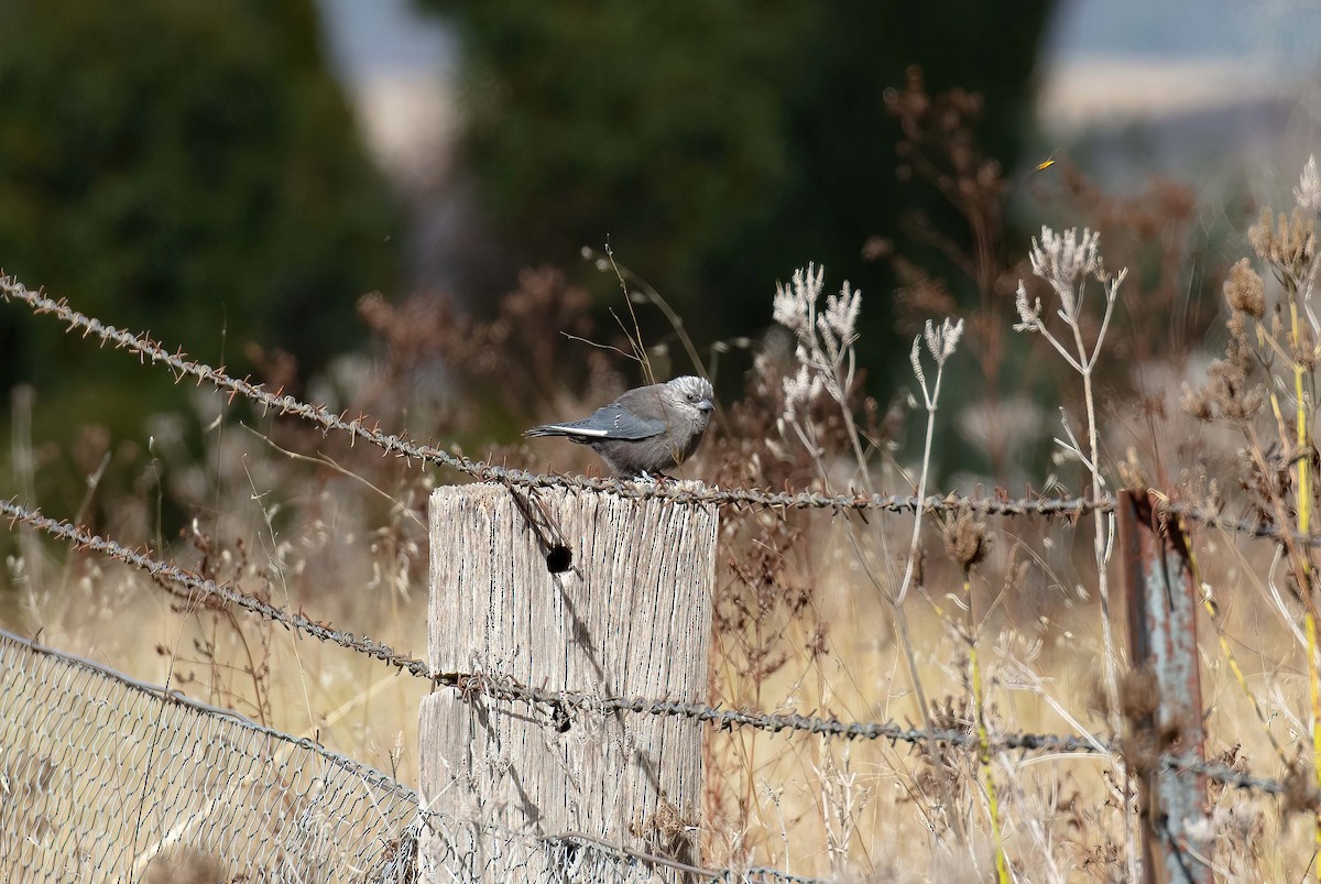 Dusky Woodswallow - ML560216801