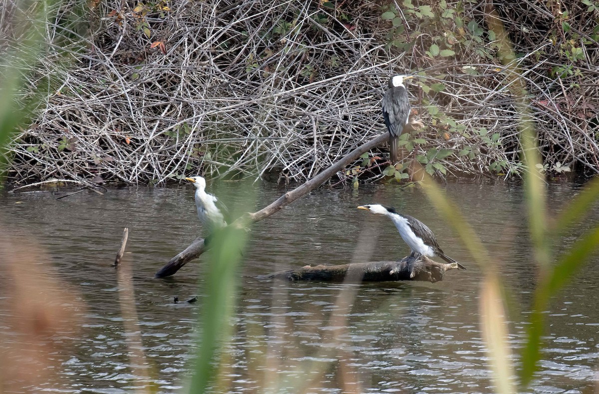 Little Pied Cormorant - ML560216931