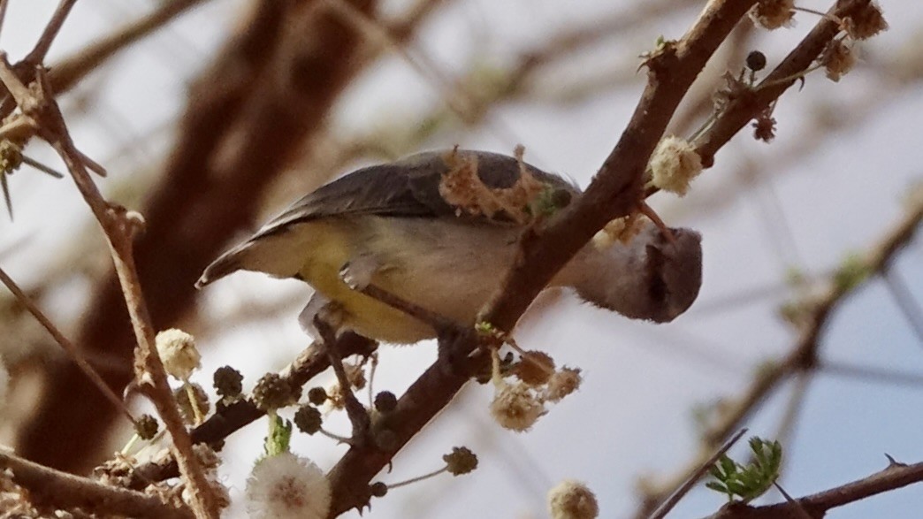 Yellow-vented Eremomela - ML560216971