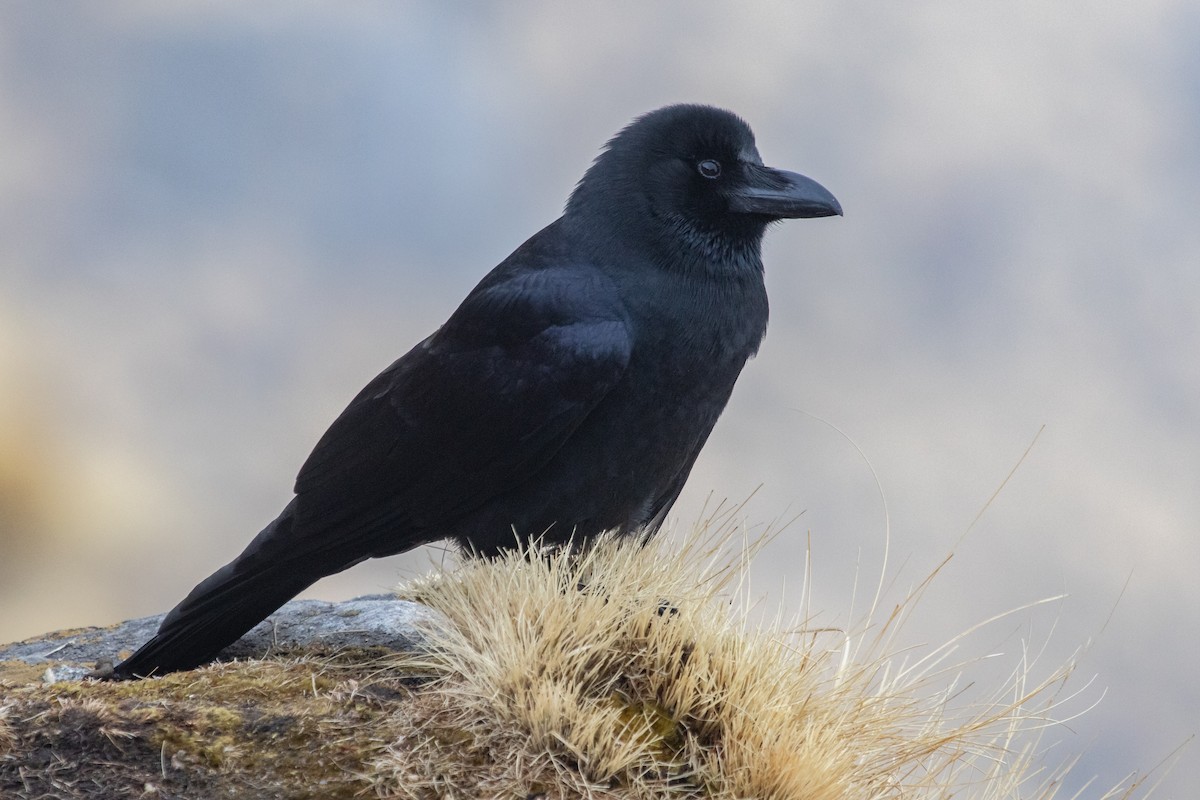 Large-billed Crow - ML560216981