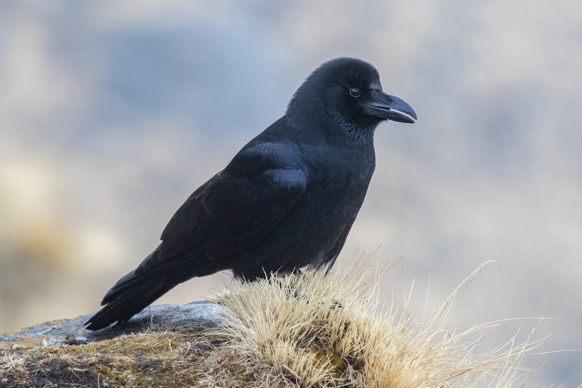 Large-billed Crow - ML560216991