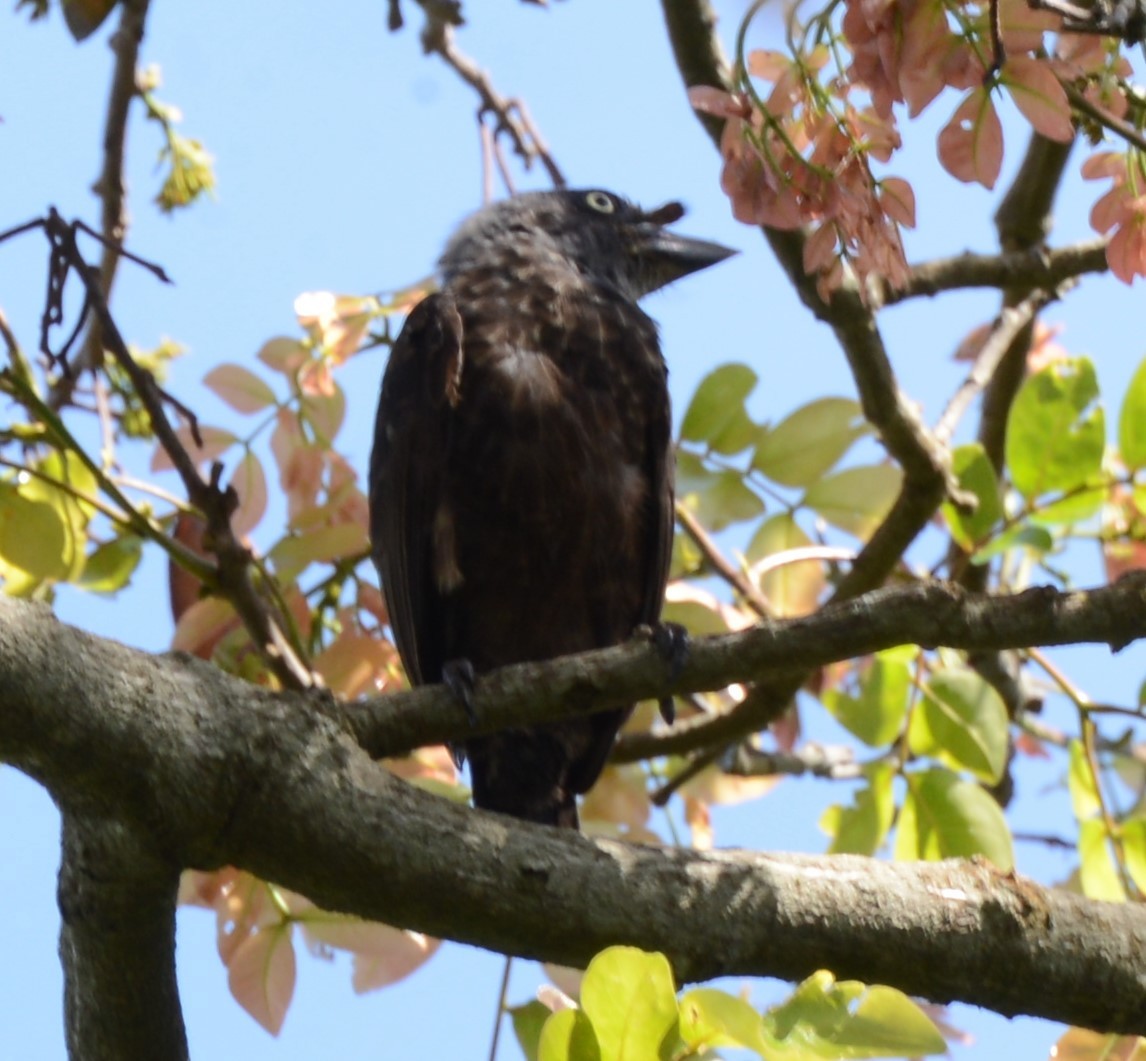 Gri Gerdanlı Barbet - ML560217981