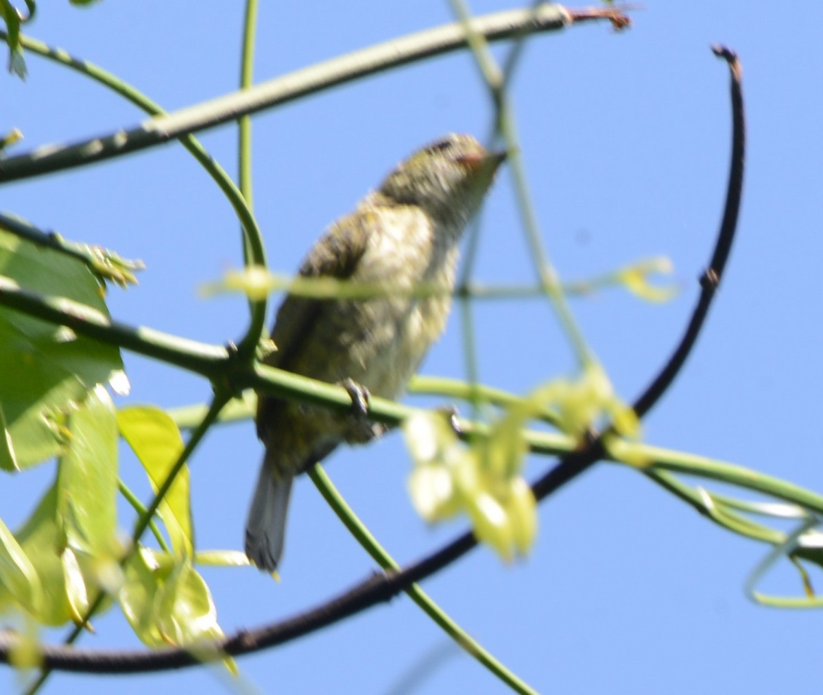 Speckled Tinkerbird - Bertina K