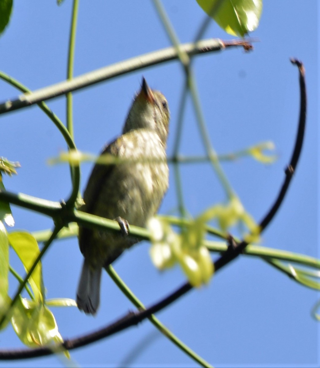 Speckled Tinkerbird - Bertina K