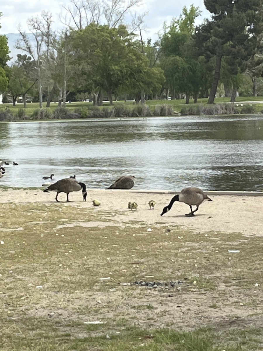 Canada Goose - ML560218061